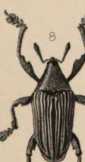 Figura de