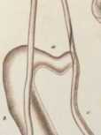 Figura de