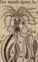 Figura din
