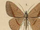 Figura de