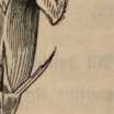 Figura din