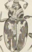Figura da