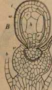 Figura din