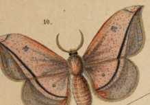 Figura de
