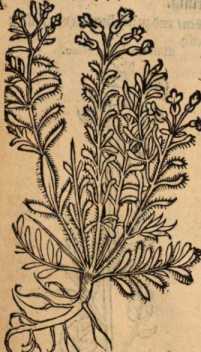 Figura da
