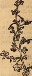 Figura de