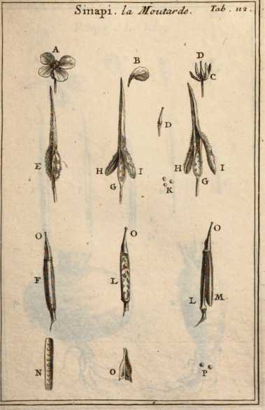Figura din