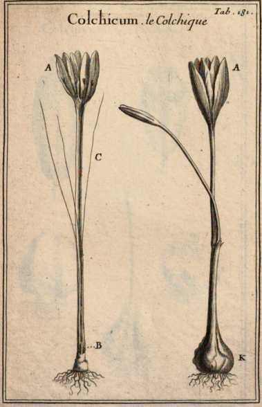 Figura din