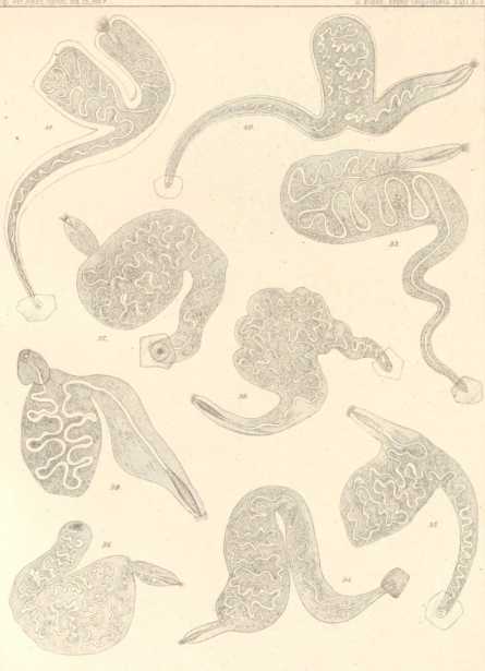 Figura da
