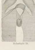 Figura din
