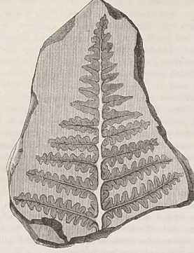 Figura de