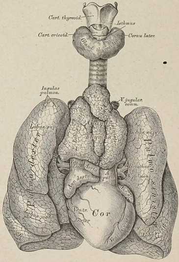 Figura de
