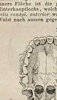 Figura din