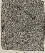Figura de