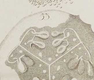 Figura de