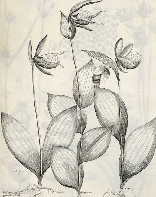 Image from