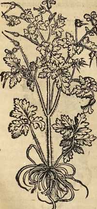 Figura din