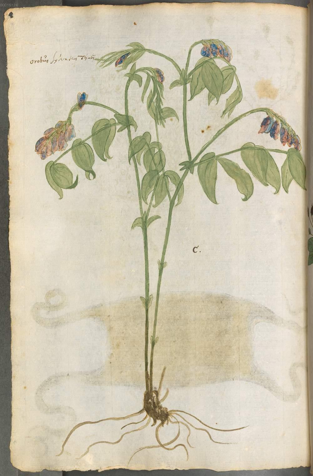 Image 00182