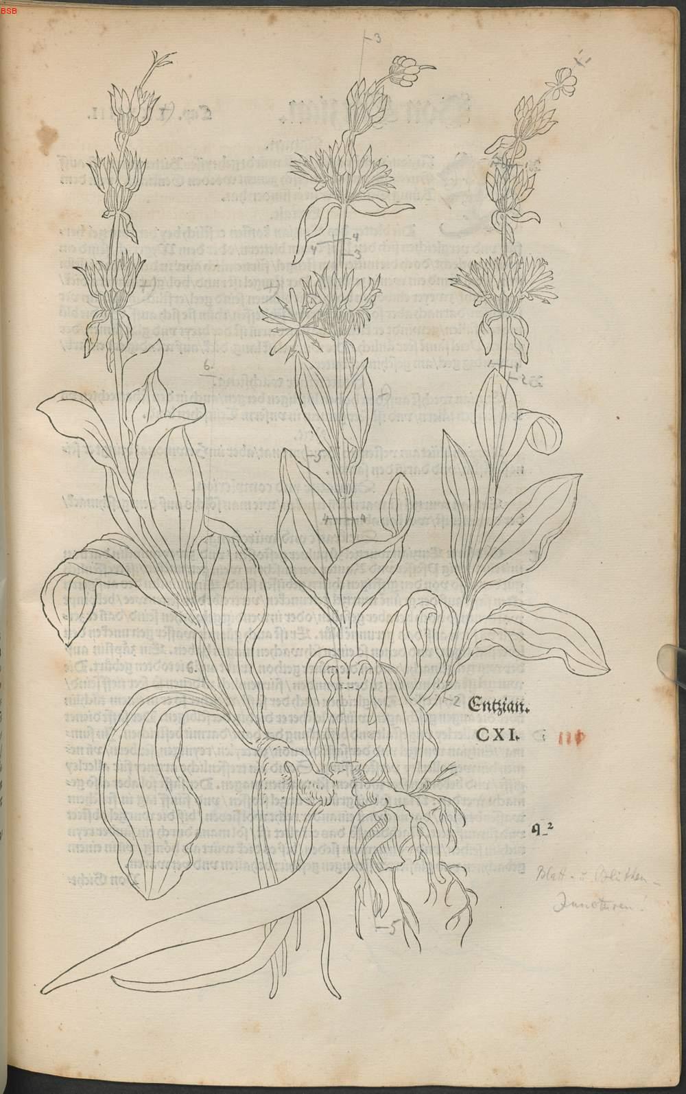Image 00216