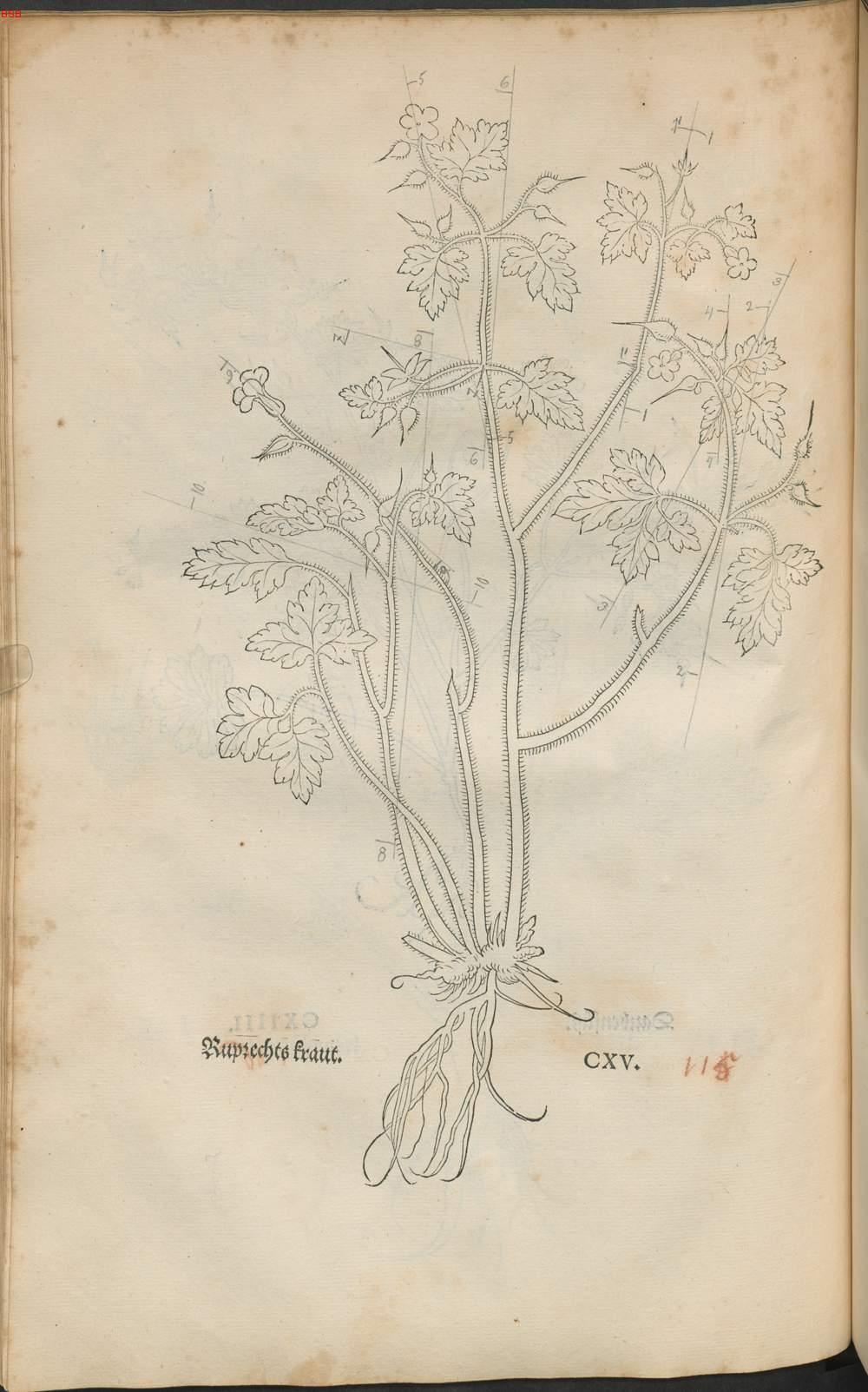 Image 00223