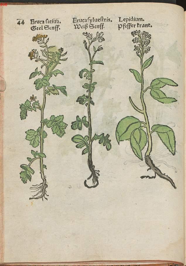 Image 00065
