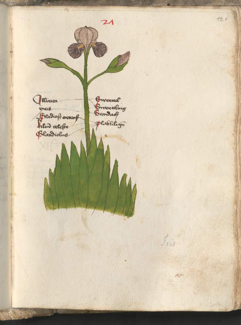Image 00245