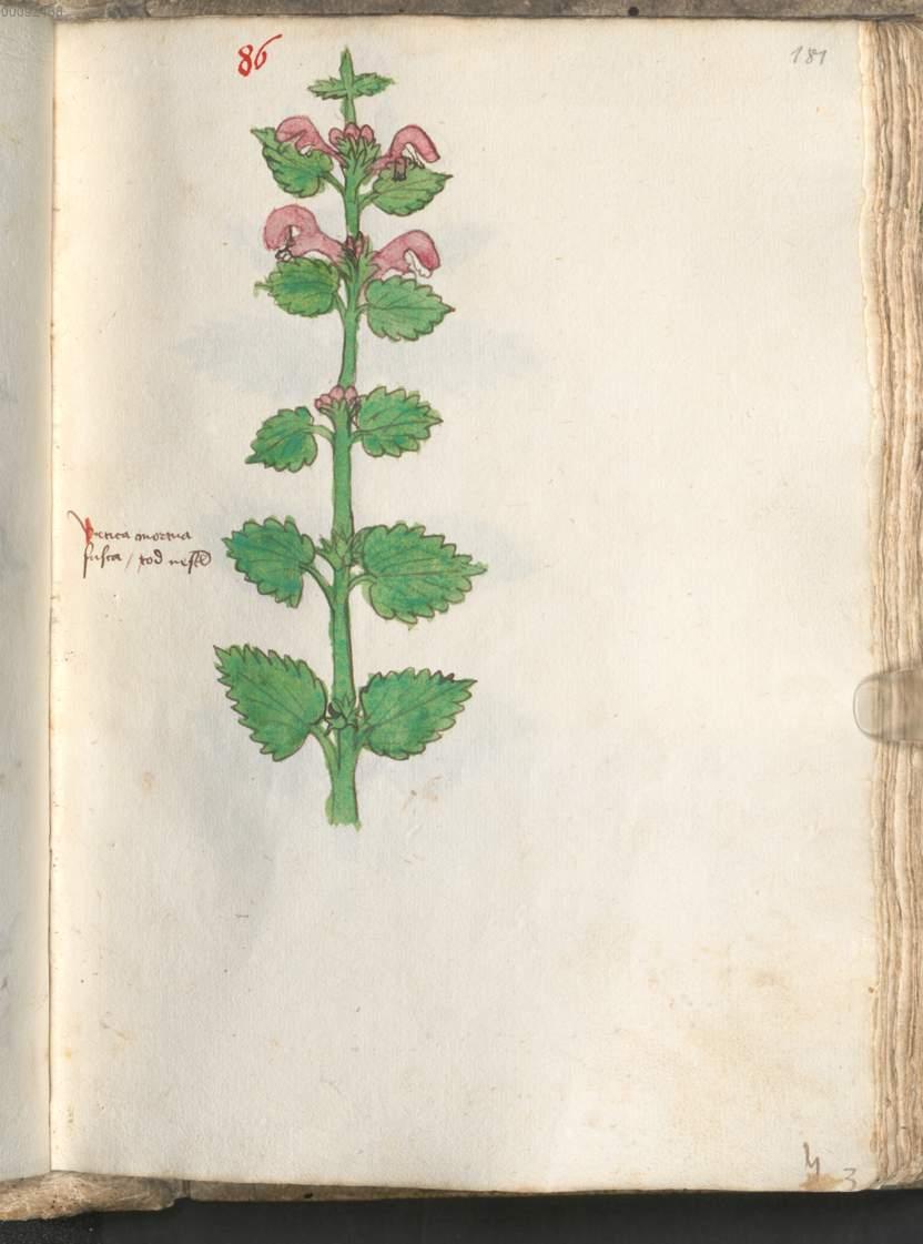 Image 00365
