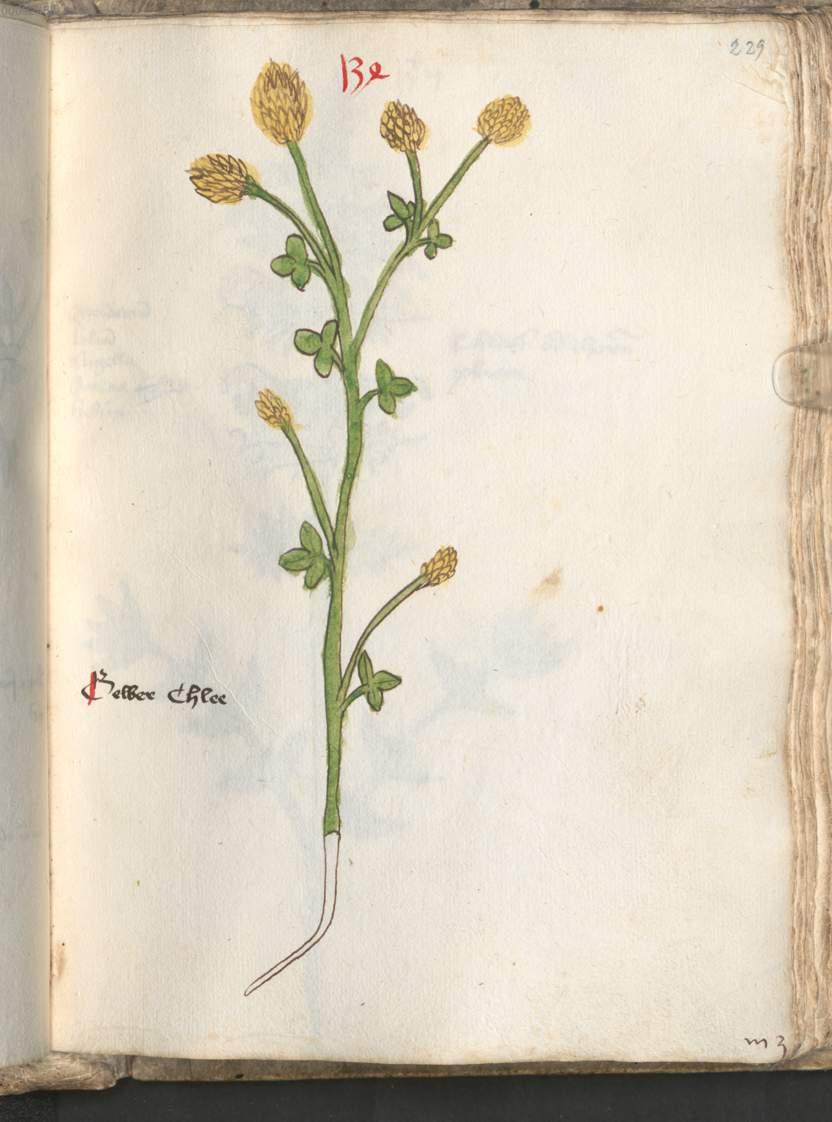 Image 00461
