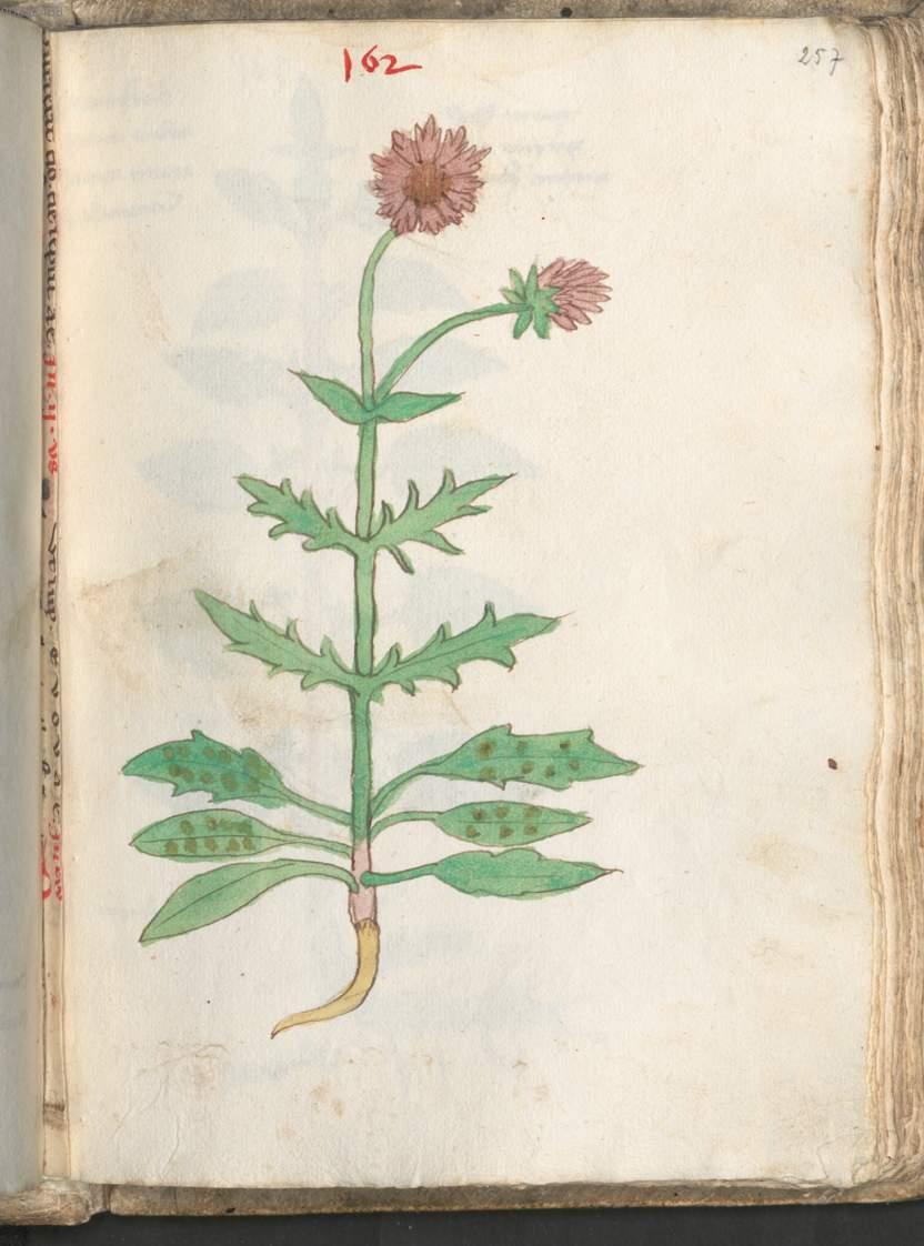 Image 00517