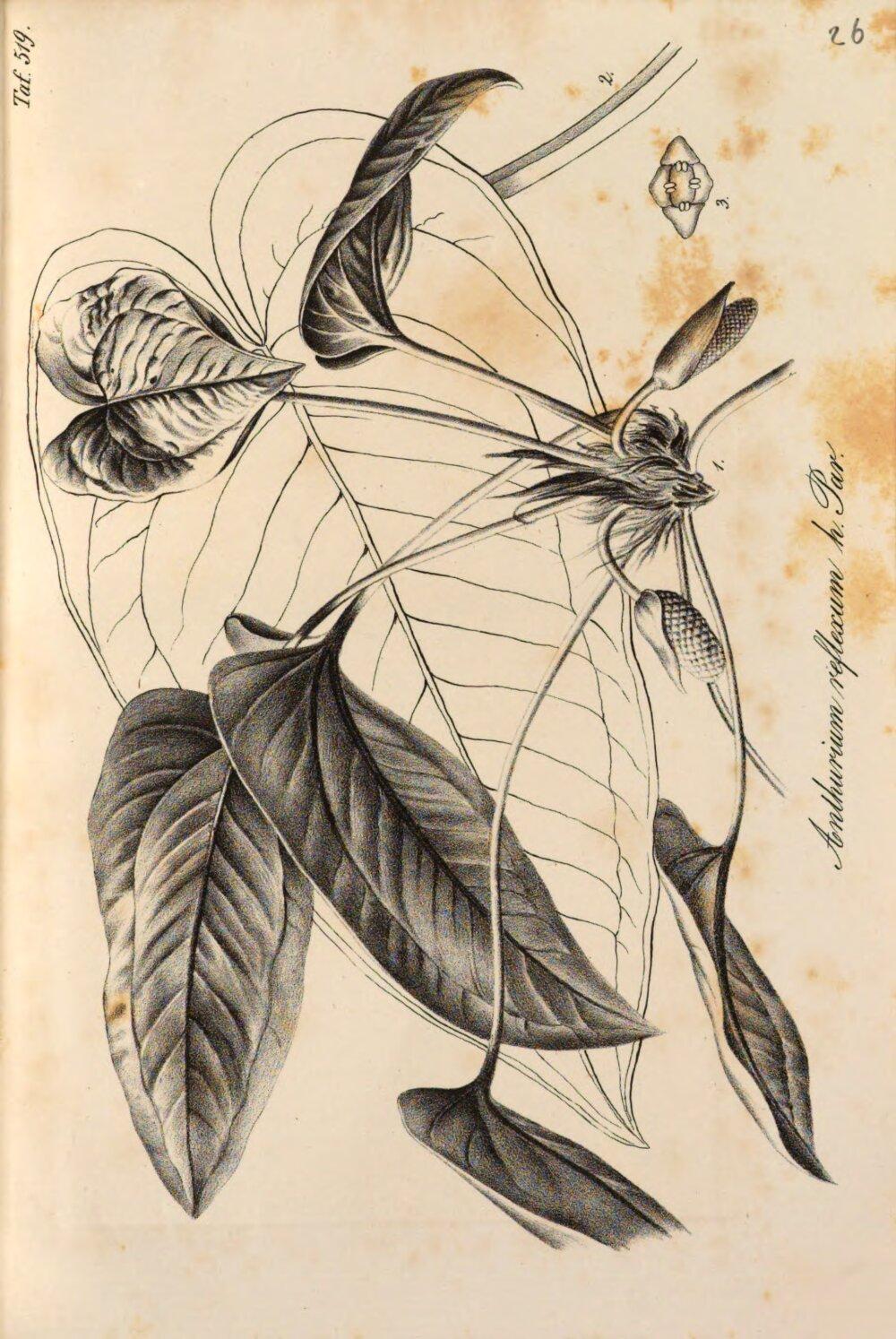 Image 00465