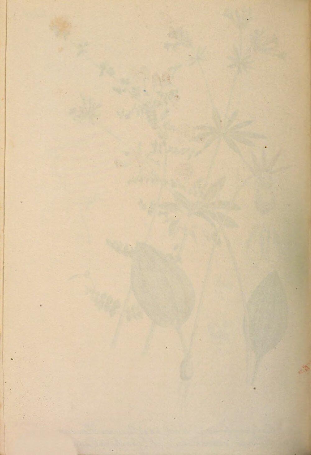 Image 00474