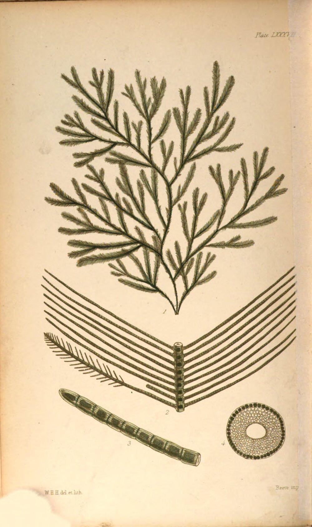Image 00362