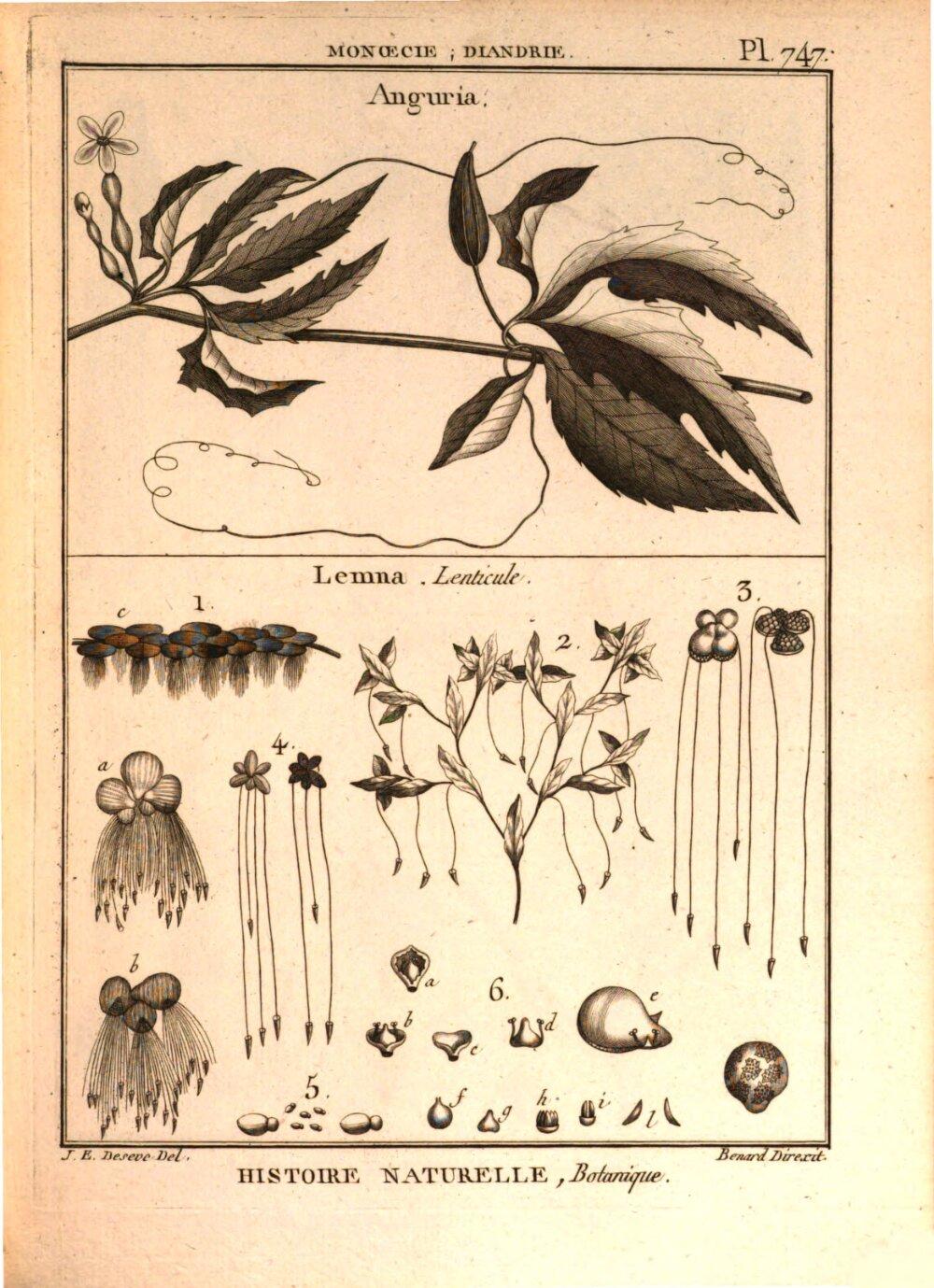 Image 00229