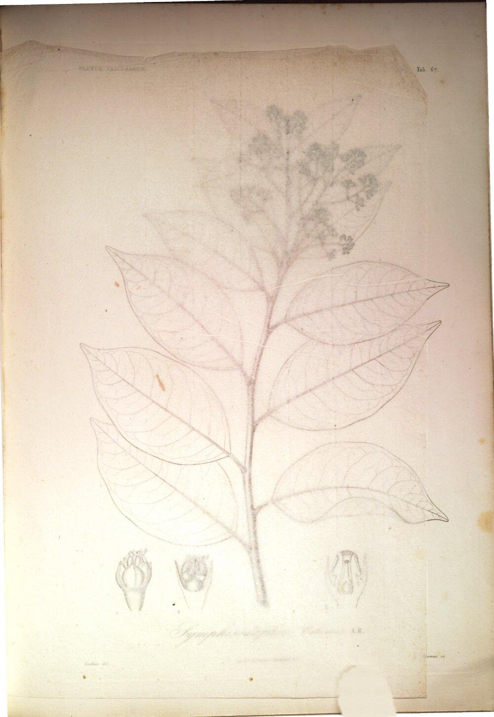 Image 00365