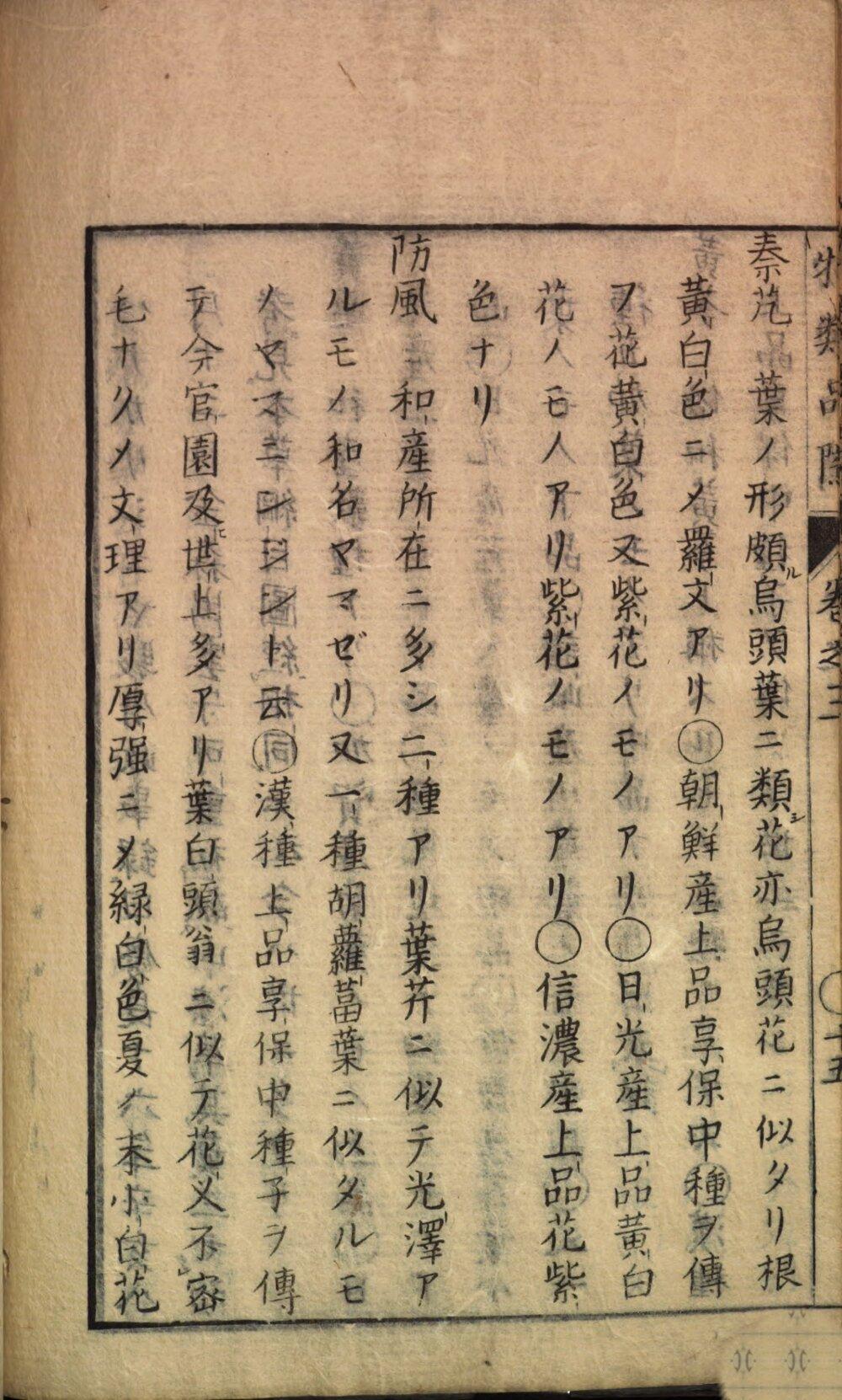Image 00259
