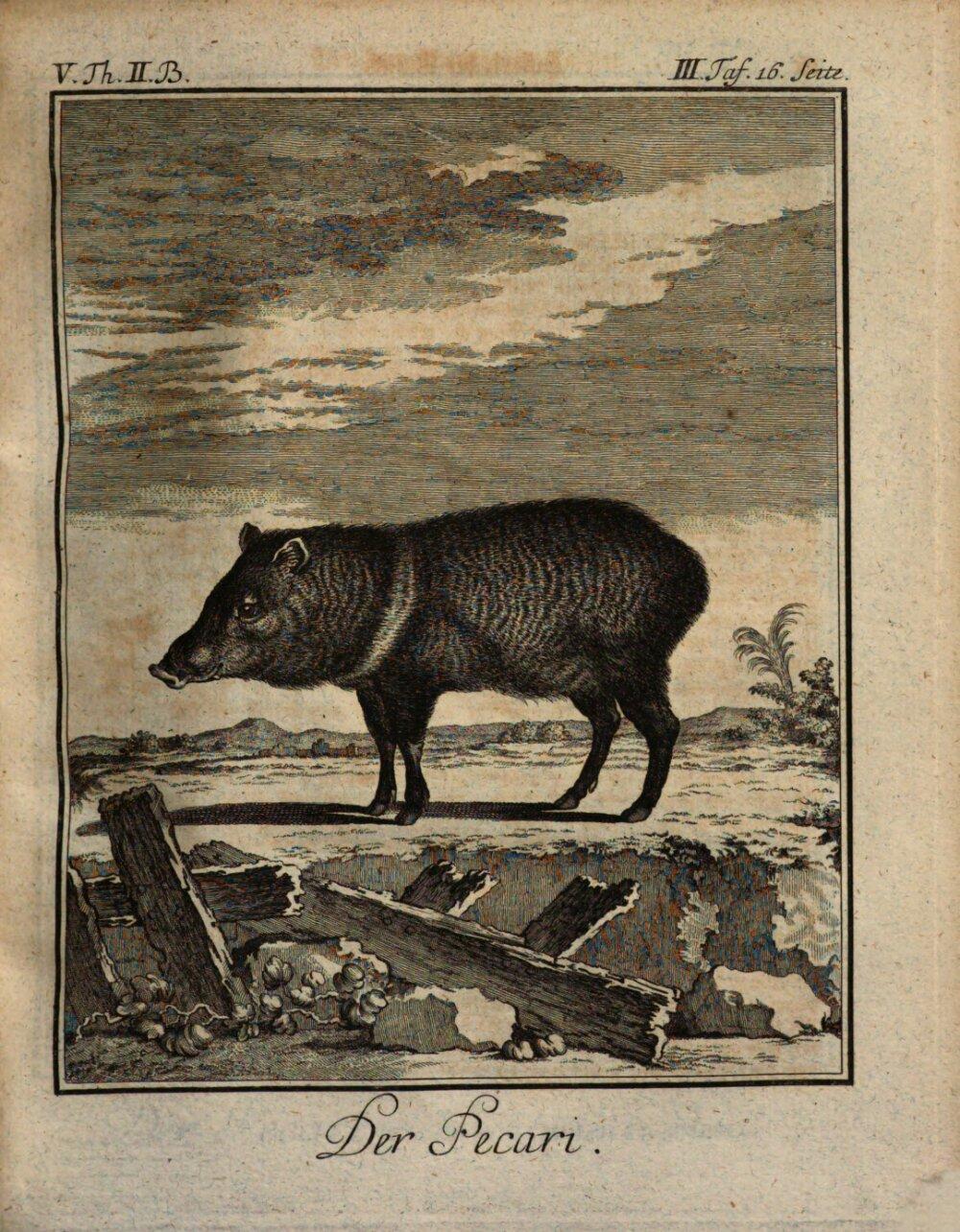 Image 00025