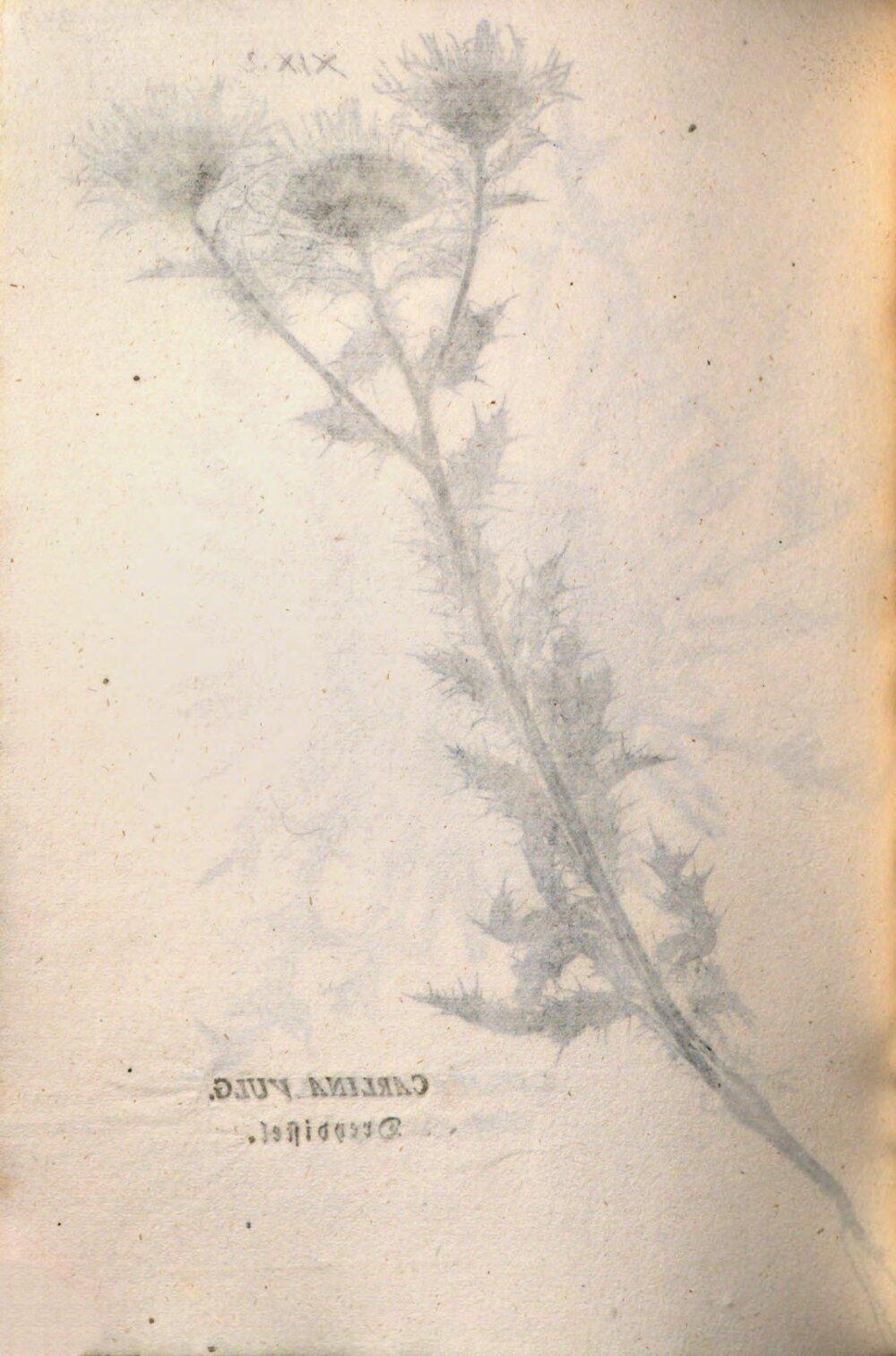 Image 00684