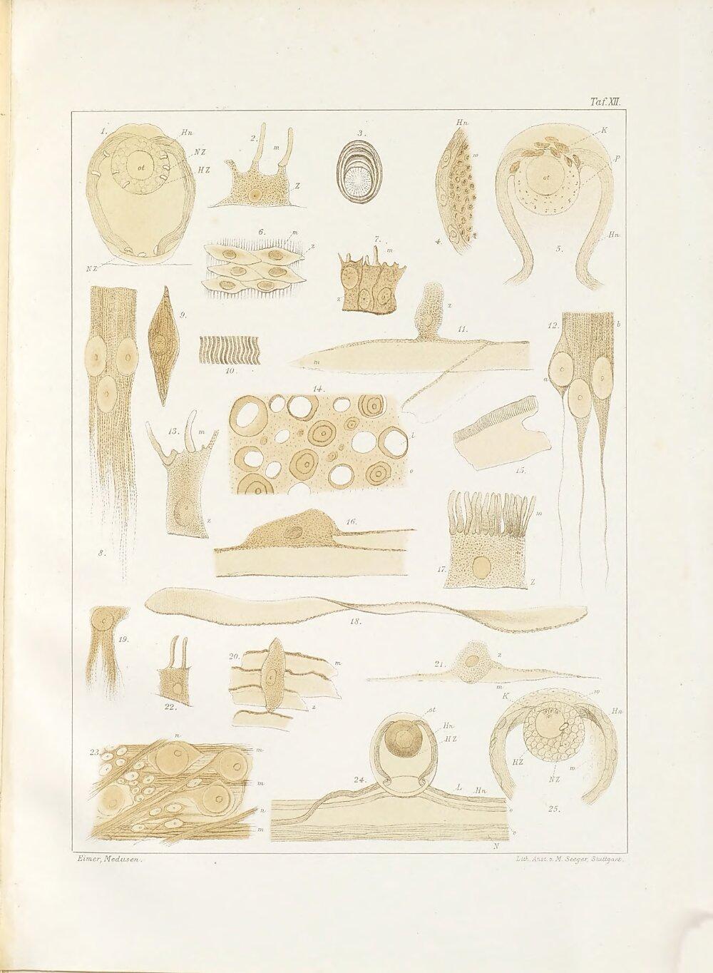 Image 00337